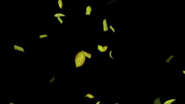 Siyah Arkaplanda Döngülü Yapraklar Animasyonu, Beyaz Arkaplan, Mavi Arkaplan