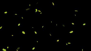 Siyah Arkaplanda Döngülü Yapraklar Animasyonu, Beyaz Arkaplan, Mavi Arkaplan