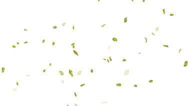 Beyaz Arkaplanda Yapraklar. Kanat çırpan yaprakların arkaplanı