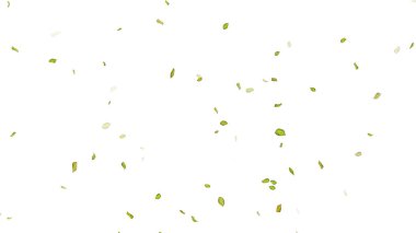 Beyaz Arkaplanda Yapraklar. Kanat çırpan yaprakların arkaplanı