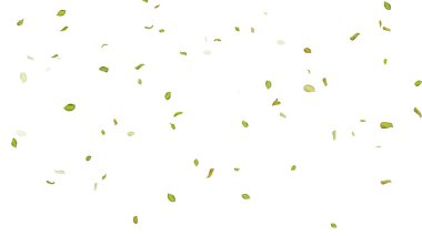 Beyaz Arkaplanda Yapraklar. Kanat çırpan yaprakların arkaplanı