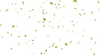 Beyaz Arkaplanda Yapraklar. Kanat çırpan yaprakların arkaplanı