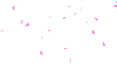 Beyaz arka planda pembe Sakura yaprağı çiçek açar. Çiçek uçan arkaplan