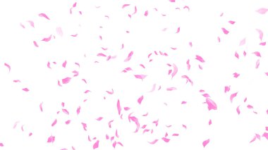 Beyaz arka planda pembe Sakura yaprağı çiçek açar. Çiçek uçan arkaplan