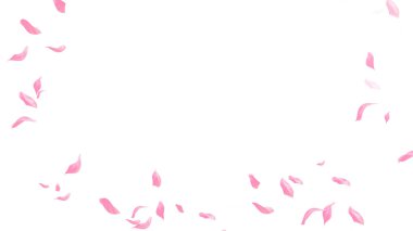 Beyaz arka planda pembe Sakura yaprağı çiçek açar. Çiçek uçan arkaplan