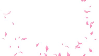 Beyaz arka planda pembe Sakura yaprağı çiçek açar. Çiçek uçan arkaplan