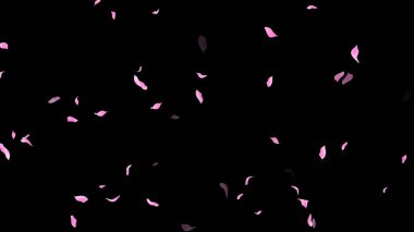 Siyah Arkaplanda Pembe Yapraklar Düşüyor