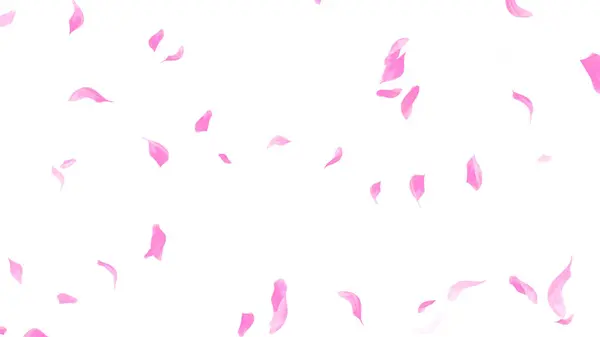 Beyaz arka planda pembe Sakura yaprağı çiçek açar. Çiçek uçan arkaplan