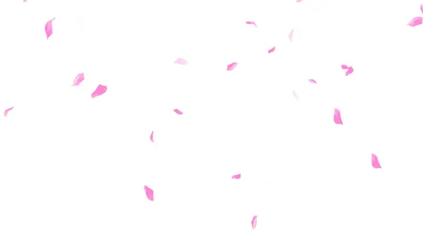 Beyaz arka planda pembe Sakura yaprağı çiçek açar. Çiçek uçan arkaplan