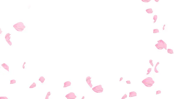 Beyaz arka planda pembe Sakura yaprağı çiçek açar. Çiçek uçan arkaplan