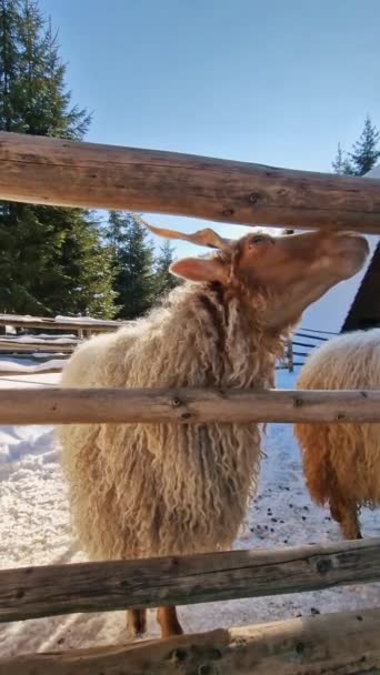 Χειμερινή Γαλήνη Ένα Πρόβατο Μέσα Ρουστίκ Ξυλεία Μια Ηλιόλουστη Μέρα — Αρχείο Βίντεο