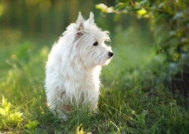 A West Highland White Terrier standing on grass with a backdrop of the setting sun. The dog is not looking at the camera but has turned its head to the side, creating a serene and natural atmosphere.  clipart