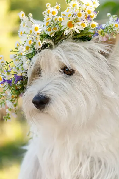 stock image Close-up portrait of a West Highland White Terrier with a floral wreath on its head. The head is turned three-quarters, revealing the details of the wreath and a partially turned expression.