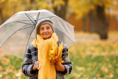 Sarı yapraklardan bir buket tutan gri bereli yaşlı bir kadın, şeffaf bir şemsiye altında bir sonbahar parkında yürüyor, doğanın huzurlu atmosferinin tadını çıkarıyor.. 