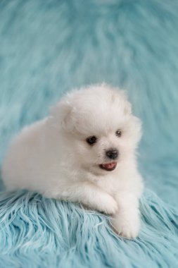 Beyaz bir Pomeranya köpeği turkuaz kürk arka planda yatıyor. Yavru köpek dörtte üçlük bir açıyla gösteriliyor ve hafifçe yana bakıyor..