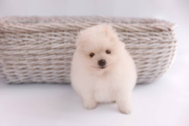 Beyaz bir Pomeranya köpeği arkasında bir sepet olan beyaz bir arka planda oturur. Yavru köpek, sanki gülümsüyormuş gibi ağzı olan kameraya bakıyor, neşeli ve sevimli bir ifade veriyor..
