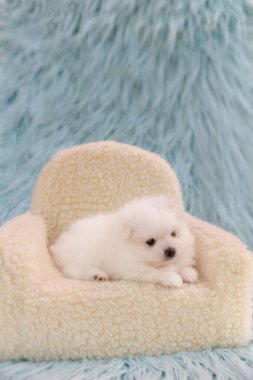 Beyaz bir Pomeranya köpeği açık renkli peluş bir sandalyede oturur. Yavru köpek rahat ve rahat görünüyor. Sahneye samimi ve sevimli bir dokunuş katıyor..