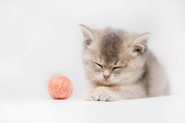 Küçük bir kedi yavrusu beyaz bir arka planda sfenks benzeri bir poz veriyor, uykulu görünüyor. Yanındaki tek bir iplik yumağı samimi ve büyüleyici bir dokunuş katıyor..