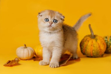 İskoç katlanan altın çinçilya kedisi sarı bir zemin üzerinde duruyor. Etrafı küçük dekoratif balkabaklarıyla ve sonbahar yapraklarıyla çevrili. Direk kameraya bakıyor..