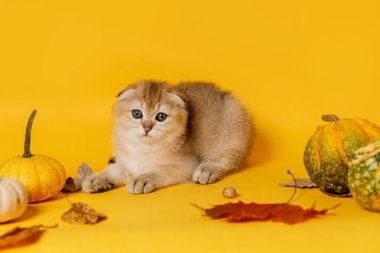 İskoç Katlaması altın çinçilya kedisi altın dekoratif balkabaklarıyla çevrili sarı bir arka planda yatıyor..