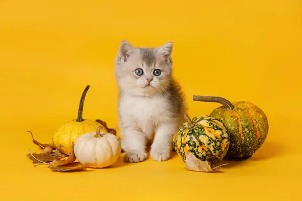 Gümüş çinçilya kedisi, çeşitli dekoratif balkabaklarıyla çevrili sarı bir arka planda oturur..