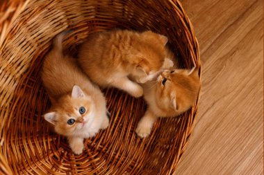 Üç altın gölgeli çinçilya kedisi dokuma sepetinde oynuyor. İki kedi yavrusu eğlenceli aktivitelerle meşgul olurken, üçüncü kedi yavrusu kameraya bakıyor..