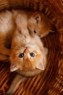 Bir sepette oynayan iki altın gölgeli çinçilya kedisi. Bir kedi yavrusu kameraya bakarken diğeri sepetin içinde rahatlıyor, neşeli ve sevimli bir sahne yaratıyor.. 