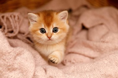 Yumuşak pembe bir battaniyenin üzerinde sepetin içinde dinlenen altın renkli bir çinçilya kedisi. Odaklanmış bir bakışla ve bir pençesiyle, kedi yavrusu hareket etmek üzereymiş gibi görünüyor.. 