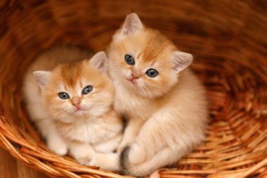 İki altın gölgeli çinçilya kedisi birbirine dokunmuş bir sepetin içinde kameraya bakarken birbirlerine yaslanıyorlar.. 