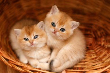İki altın gölgeli çinçilya kedisi birbirine dokunmuş bir sepetin içinde kameraya bakarken birbirlerine yaslanıyorlar.. 