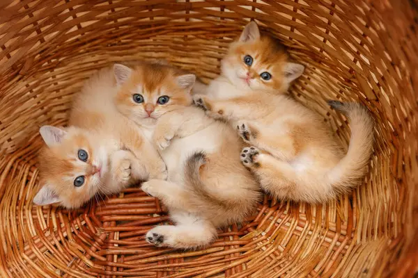 Üç altın gölgeli çinçilya yavrusu örülmüş sepetlerde yatıyordu. Kameraya bakarken pençeleri havada duruyordu.. 