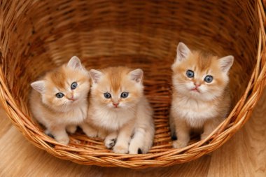 Üç çinçilya kedisi sakince örülmüş sepetin içinde oturuyor ve kameraya bakıyor..