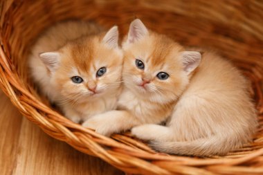 İki altın gölgeli çinçilya kedisi birbirine dokunmuş bir sepetin içinde kameraya bakarken birbirlerine yaslanıyorlar.. 