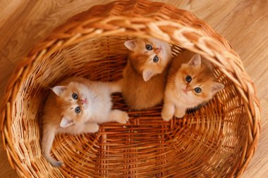 Üç çinçilya kedisi sakince örülmüş sepetin içinde oturuyor ve kameraya bakıyor..