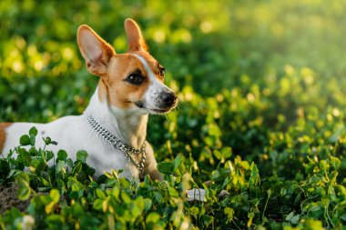 Neşeli, küçük bir köpeğin portresi dik kulaklı ve ağzı açık, güneşli bir günde parlak gözlerle yukarı bakıyor. Köpek çimenli bir alanda duruyor, enerji ve neşe saçıyor..