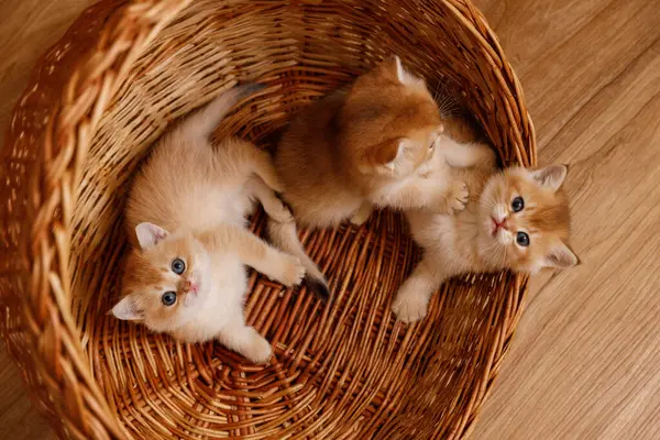 Üç altın gölgeli çinçilya kedisi dokuma sepetinde oynuyor. İki kedi yavrusu eğlenceli aktivitelerle meşgul olurken, üçüncü kedi yavrusu kameraya bakıyor..