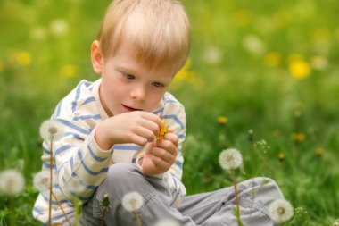 Parlak bir bahar gününde, beyaz bir çiçek tarlasında karahindiba tohumu sallayan mutlu küçük çocuk..