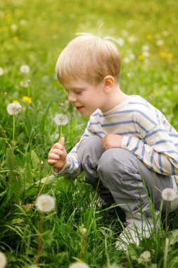 Bahar otlağında çiçek açan karahindibalarla çevrili neşeli bir çocuk. Işık, neşe ve doğada bir merak duygusu..