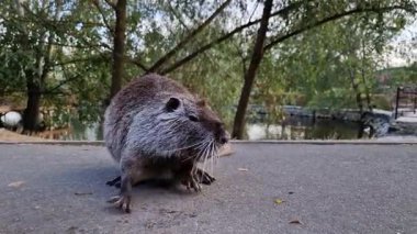 Göl kıyısında gezinen besinleri izle, merakla etrafını keşfediyor..