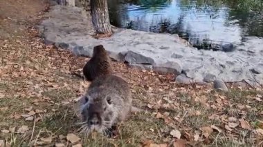 Besin maddesi nehir kıyısını nasıl araştırıyor, otları ve toprağı yiyecek için kokluyor..
