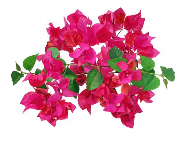 Bougainvillea çiçeği ya da Paperflower kesme yolu ile beyaz arka planda izole edilmiştir. Pembe Bougainvillea çiçekleri, yeşil yapraklar ve dallar..