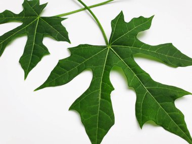 Papaya beyaz arka planda tek başına kalır. Sağlıklı yeşil papaya yaprağı detay dokusuyla görüntüyü kapatır. Meksika ve Orta Amerika mutfağında, ıspanağa benzer popüler bir sebzedir..