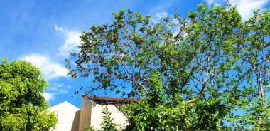 Arka bahçedeki ağaçların üstündeki gökyüzü. Gökyüzü ve çatı zeminli güzel yeşil yapraklar..
