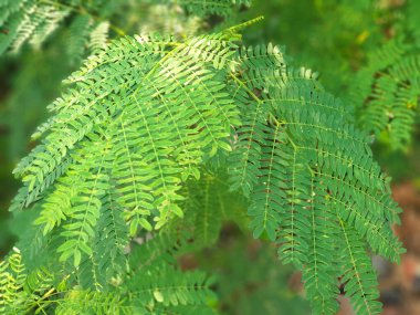 Hassas bitki olarak bilinen Mimosa Pudica, uykulu bitki, aksiyon bitkisi, dokunma bana ya da utanç bitkisi. Bileşik, dokunulduğunda içe doğru katlanır ve sarkar. Endonezya 'da Putri Malu olarak da bilinir..