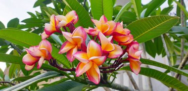 Frangipani ağacında yeşil yapraklı renkli Pembe Frangipani çiçekleri, yakın görüş. Güzel Plumeria ya da Bunga Kamboja, Bali, Endonezya 'da spa ya da terapi çiçeği olarak kullanılır..