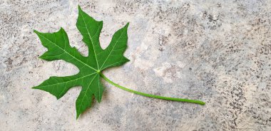 Papaya yeşil yaprağı gri beton arka planda izole edilmiş, üst manzara. Genellikle chaya, ağaç ıspanağı ya da ıspanak yaprağı olarak bilinir. Metin için alanı kopyala.