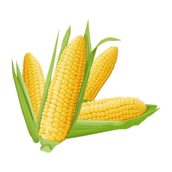 Jasna Ilustracja Grupy Czterech Różnych Uszu Kukurydzy Zielonymi Liśćmi Element — Wektor stockowy
