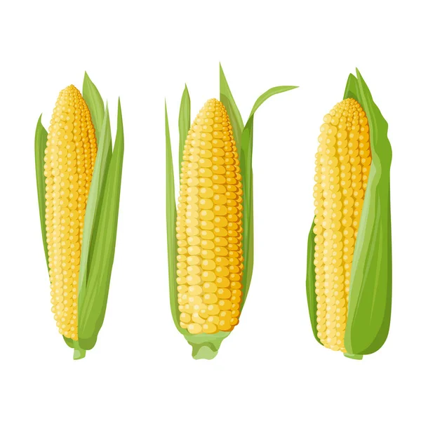 Яркая Сочная Иллюстрация Трех Разных Ушей Кукурузы Зелеными Листьями Элемент — стоковый вектор