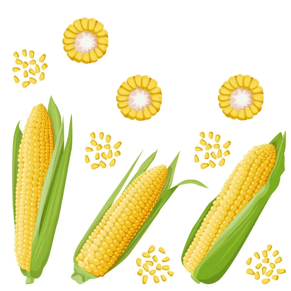 Fényes Szaftos Illusztráció Egy Zöld Levelű Kukoricacsutkáról Szakaszon Annak Magján — Stock Vector