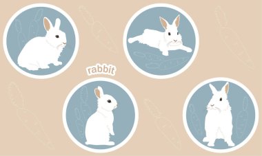 Dört çizgi film karakteri, farklı pozlarda beyaz bir tavşan ve farklı duyguları olan, havuçlu bir tavşan. Bej arka planda felçli renkli çıkartmalar var. Vektör illüstrasyonu